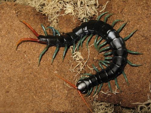 http://static.allmystery.de/upics/c53a89_scolopendra_subspinipes_dehaani_tricolor.jpg
